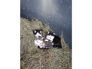 Appartamento per vacanze Zellberg Ambiente 18