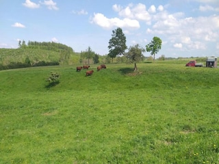 Holiday house Friedrichsbrunn Environment 34