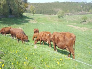 Vakantiehuis Friedrichsbrunn Omgeving 24