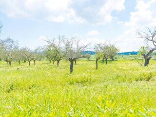 Chalet Maria De La Salut Ambiente 31