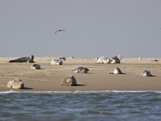 Seehunde auf einer Sandbank