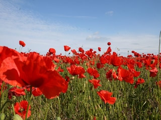 Bungalow Boiensdorf  39