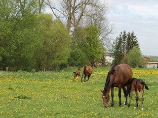 Ferienhaus Rakow Außenaufnahme 3