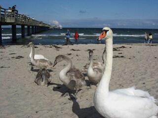 Casa de vacaciones Rakow  40