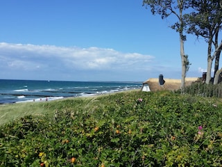 Ferienhaus Born an der Darß Umgebung 17