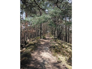 Wanderweg im Pfälzer Wald