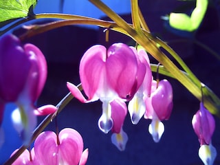 Gartenimpression 1