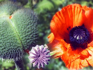 Gartenimpression 5