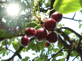 Gartenimpression 3