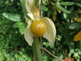 Gartenimpression 6
