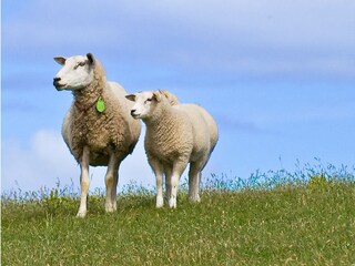 Vakantiehuis Hollum Omgeving 23