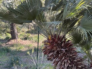 Villa Rio nell'Elba Buitenaudio-opname 17