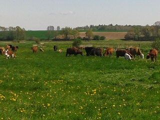 Appartamento Stubbendorf Ambiente 22