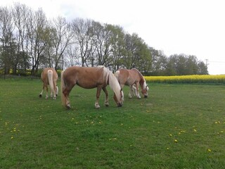 Apartment Stubbendorf Umgebung 21