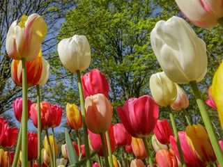 Keukenhof: 20 km