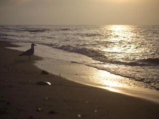 Appartement Steffenshagen Omgeving 20