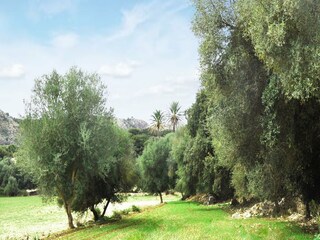 Cottage Artà Outdoor Recording 16