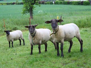 Wilma, Rosi u. Moritz