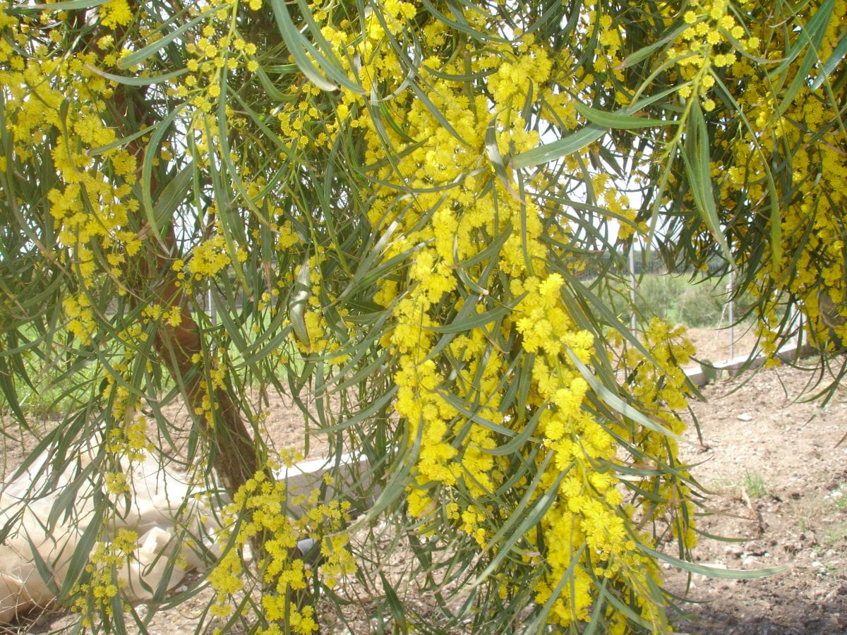 Frühling in Garden