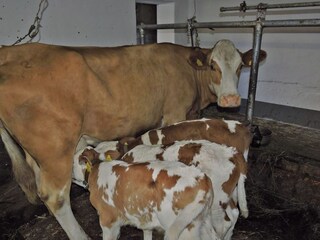 Casa per le vacanze Hermagor Registrazione all'aperto 5