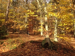 Naturpark Pfälzer Wald