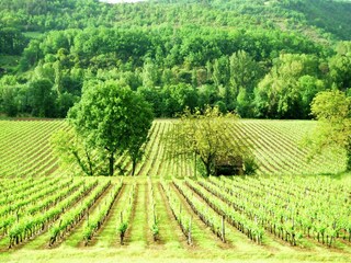 Holiday cottage La Roque-Gageac Environment 25