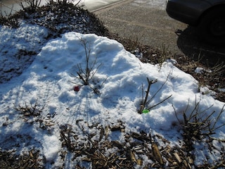 Ostern im Rosenbeet im Schnee