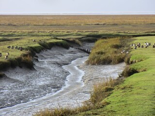 Marsch bei Friedrichskoog