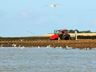 Villa La Flotte Ambiente 16