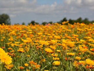 Chalet Biggekerke Ambiente 20