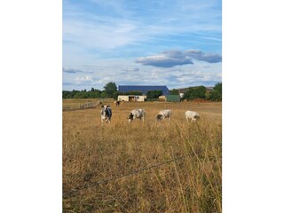 einige unserer Vierbeiner