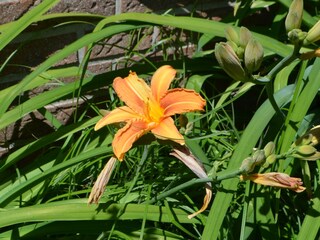 Ferienwohnung Hooksiel Außenaufnahme 10
