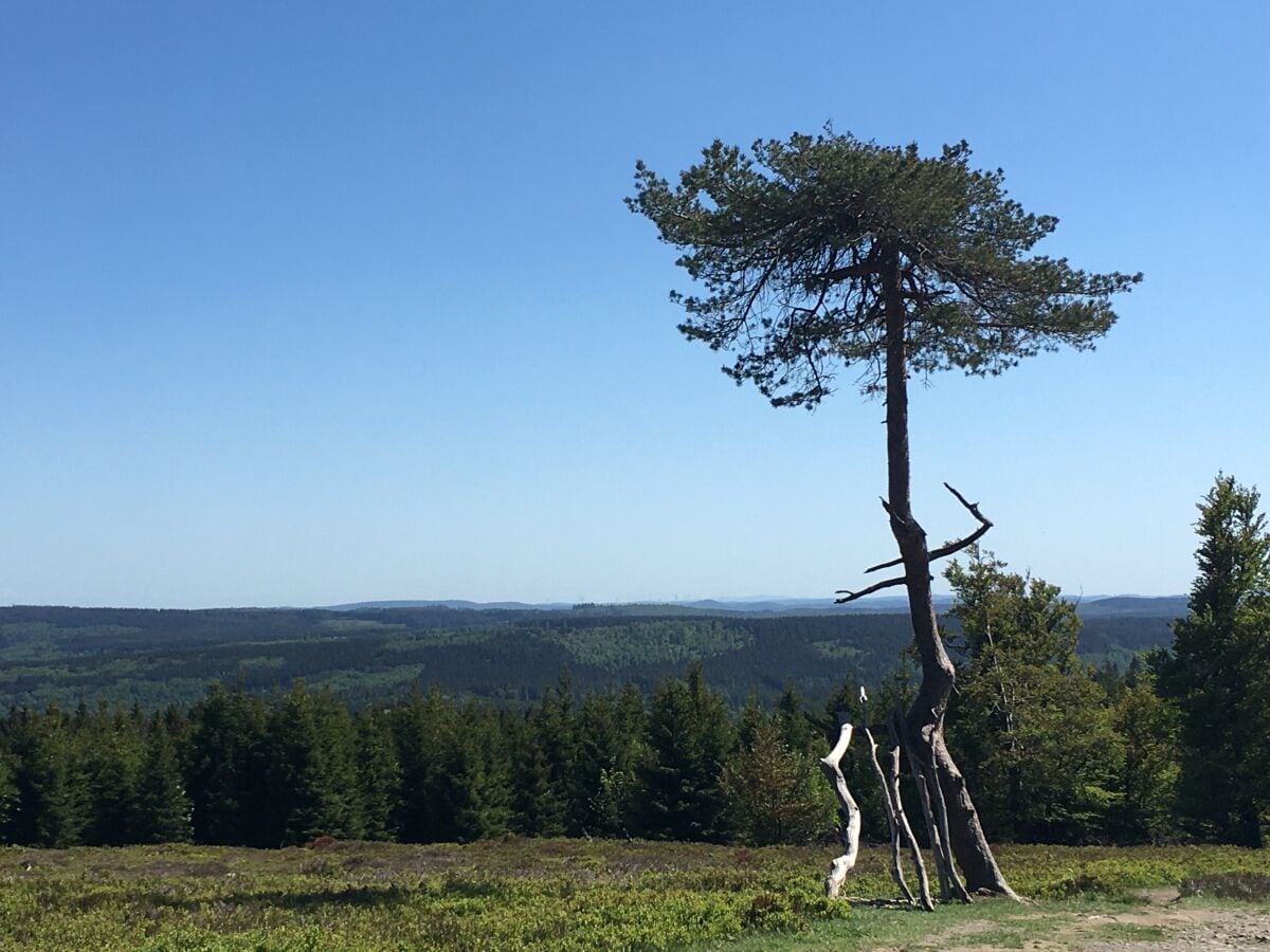 oberhalb des Hauses beginnt die Hochheide