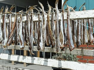 Casa de vacaciones Zoutkamp Entorno 23