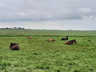 Casa de vacaciones Zoutkamp Entorno 18