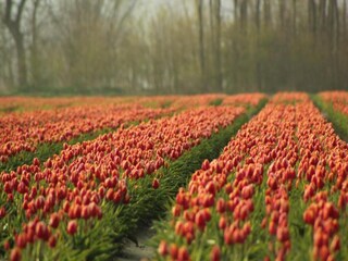 Vakantiehuis Zoutkamp Omgeving 24