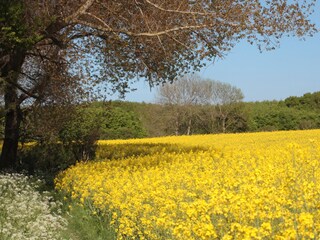 Rapsblüte im April und Mai