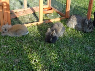 Vakantiehuisje Kägsdorf Buitenaudio-opname 10