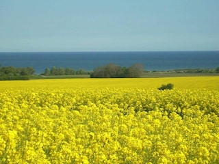 Vakantiehuisje Kägsdorf Buitenaudio-opname 3