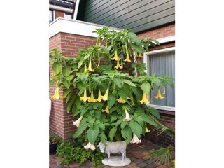 Vakantiehuis Schoorl Omgeving 9
