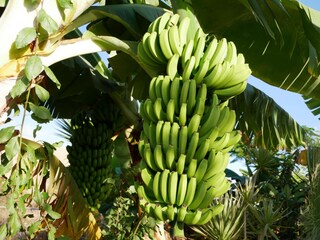 Casa per le vacanze Costa Adeje Ambiente 20