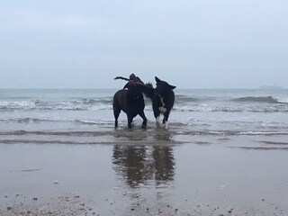 Holiday house Breskens Environment 21