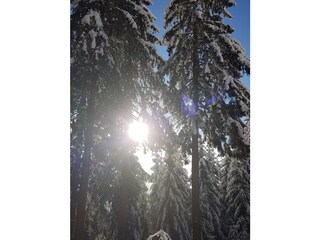 Bungalow Wolfsberg Ambiente 37