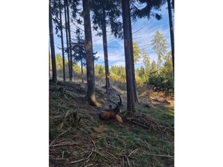 Bungalow Wolfsberg Registrazione all'aperto 19