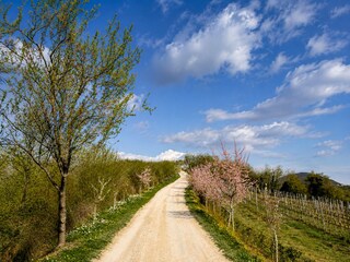 Landscape of the Euganean Hills.