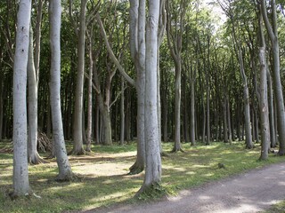 Gespensterwald direkt an der Küste