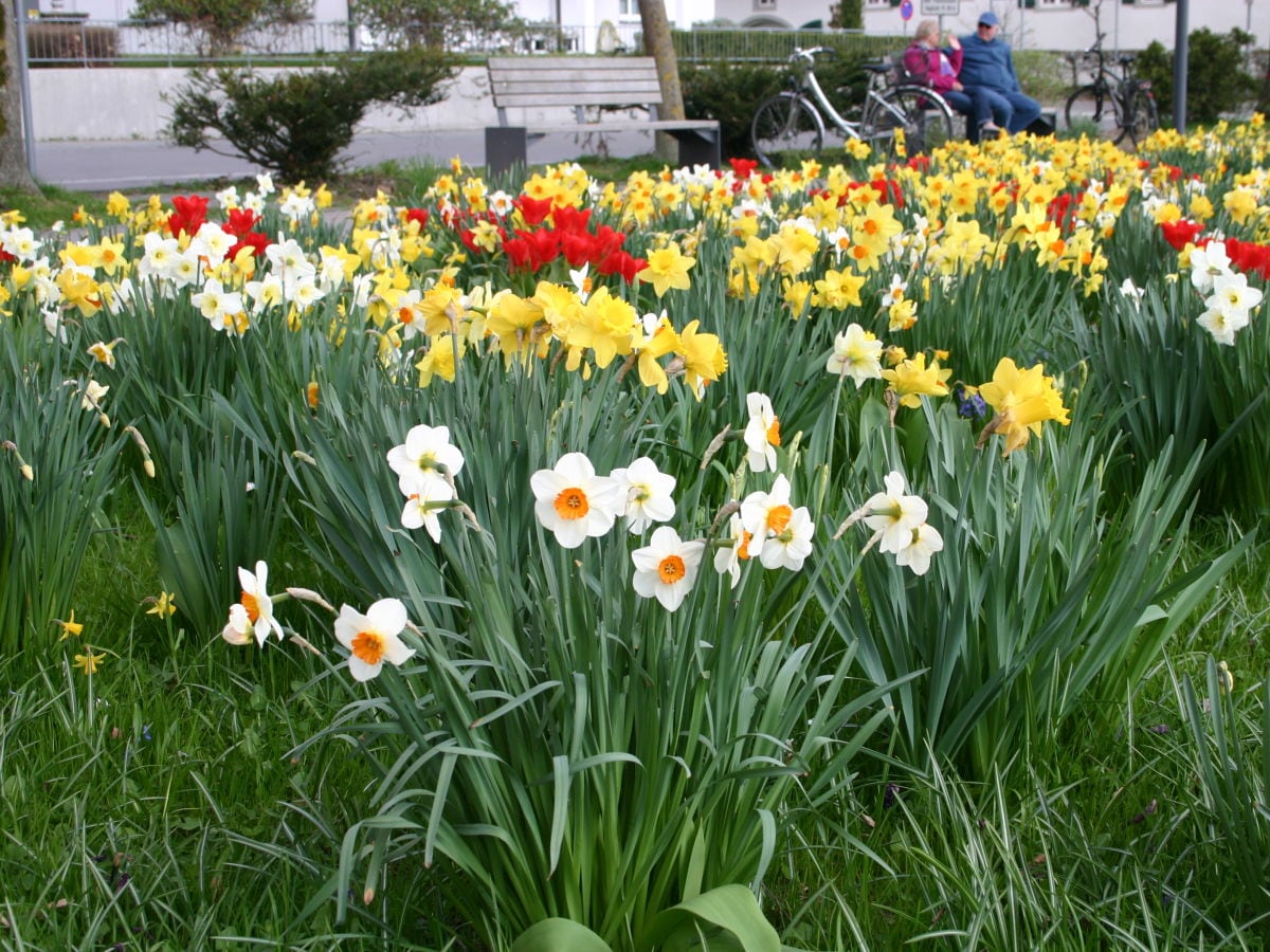 Frühling am Bodensee