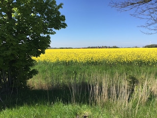 Blick auf das Rapsfeld