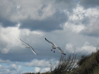 Segelflug
