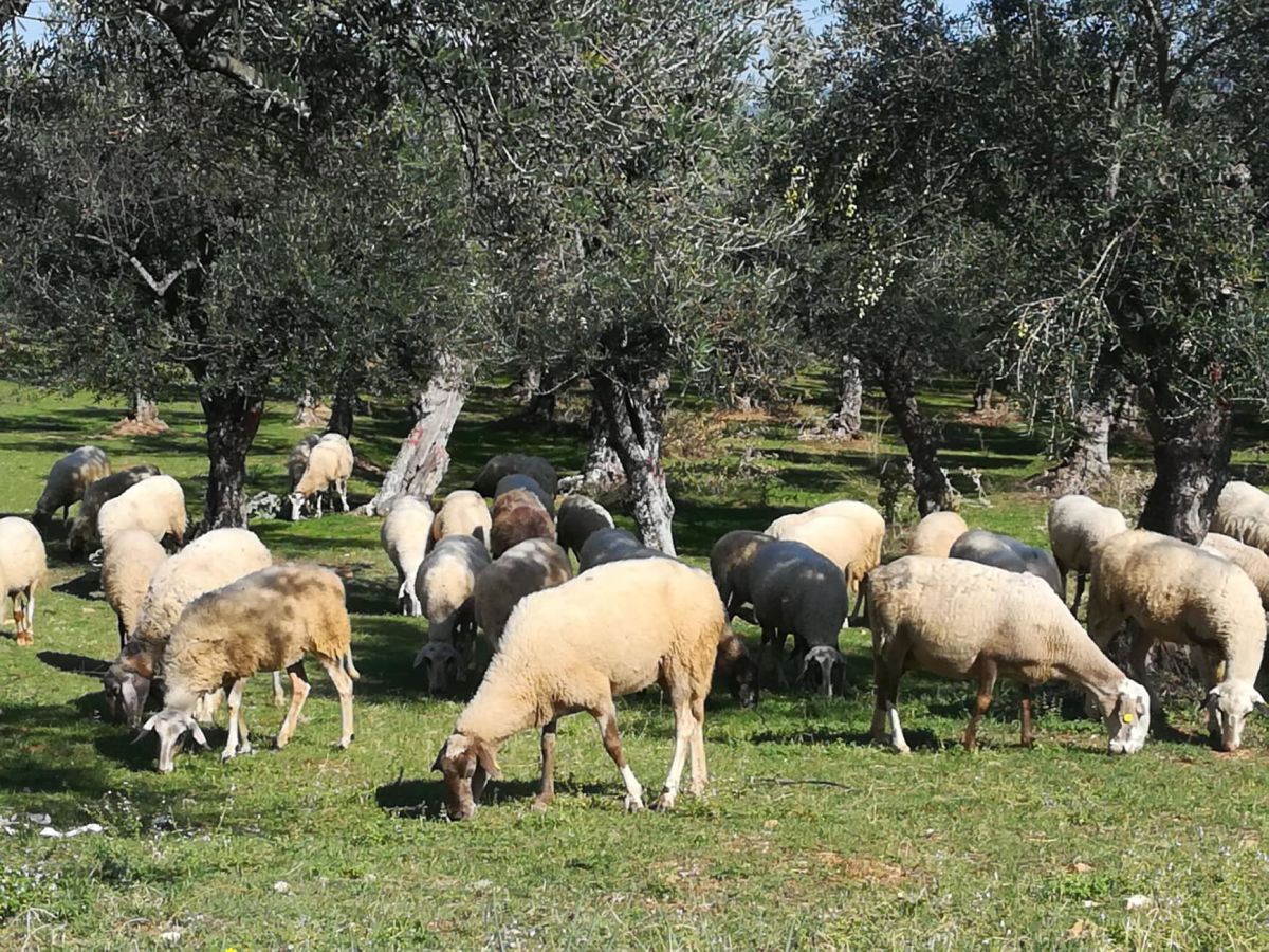 Begegnungen im Taygetos